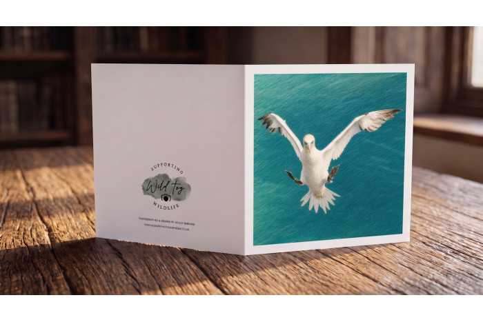 Gannet in Flight Greeting Card